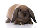 Mini Lop