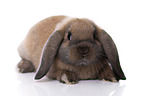 Mini Lop