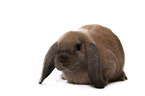 Mini Lop