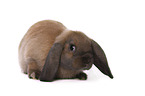 Mini Lop