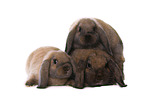 Mini Lop