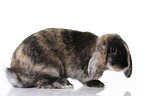 Mini Lop