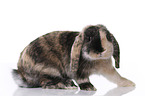 Mini Lop