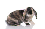 Mini Lop