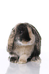 Mini Lop