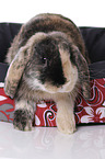 Mini Lop