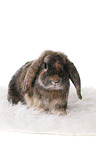 Mini Lop