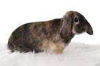 Mini Lop