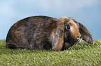 Mini Lop