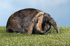 Mini Lop