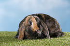 Mini Lop