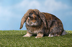 Mini Lop