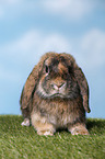 Mini Lop