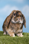 Mini Lop