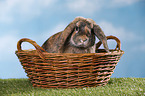 Mini Lop