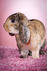 Mini Lop