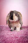 Mini Lop