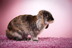 Mini Lop