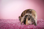 Mini Lop