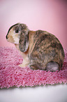 Mini Lop