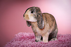 Mini Lop