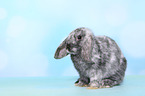 Mini Lop