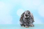 Mini Lop