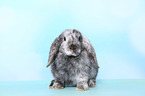 Mini Lop