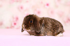 Mini Lop