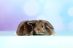 Mini Lop