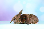 Mini Lop