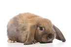 Mini Lop