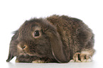 Dwarf teddy lop rabbit