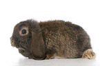 Dwarf teddy lop rabbit