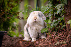 dwarf lop