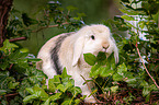 dwarf lop