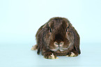 dwarf lop