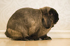 sitting Mini Lop