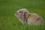 floppy-eared rabbit