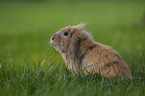 floppy-eared rabbit