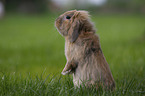 floppy-eared rabbit