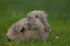 floppy-eared rabbit