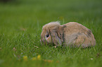 floppy-eared rabbit