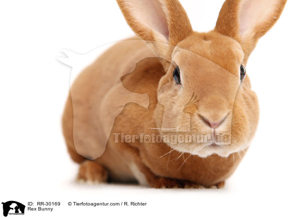 Kleinrex / Rex Bunny / RR-30169