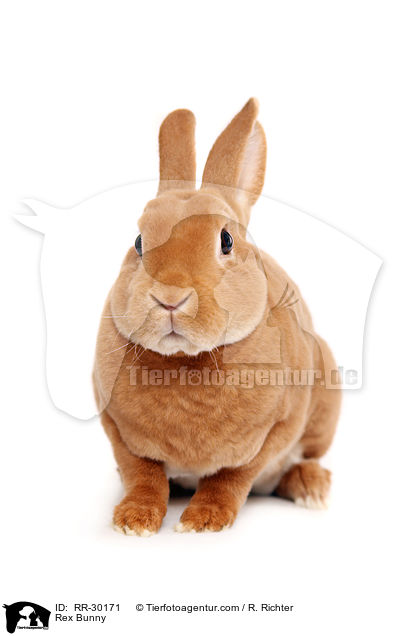 Rex Bunny / RR-30171