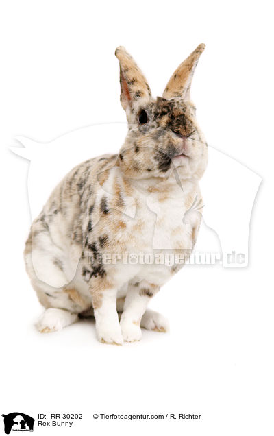 Kleinrex / Rex Bunny / RR-30202