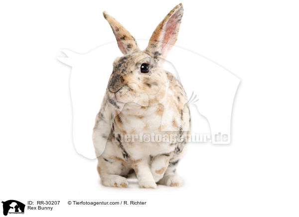 Kleinrex / Rex Bunny / RR-30207