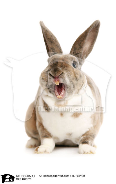 Kleinrex / Rex Bunny / RR-30251