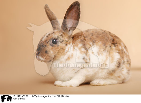 Kleinrex / Rex Bunny / RR-30256