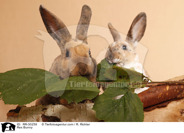 Kleinrex / Rex Bunny / RR-30259